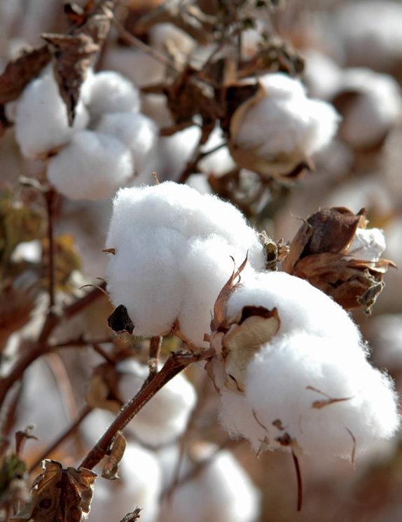 RAW COTTON